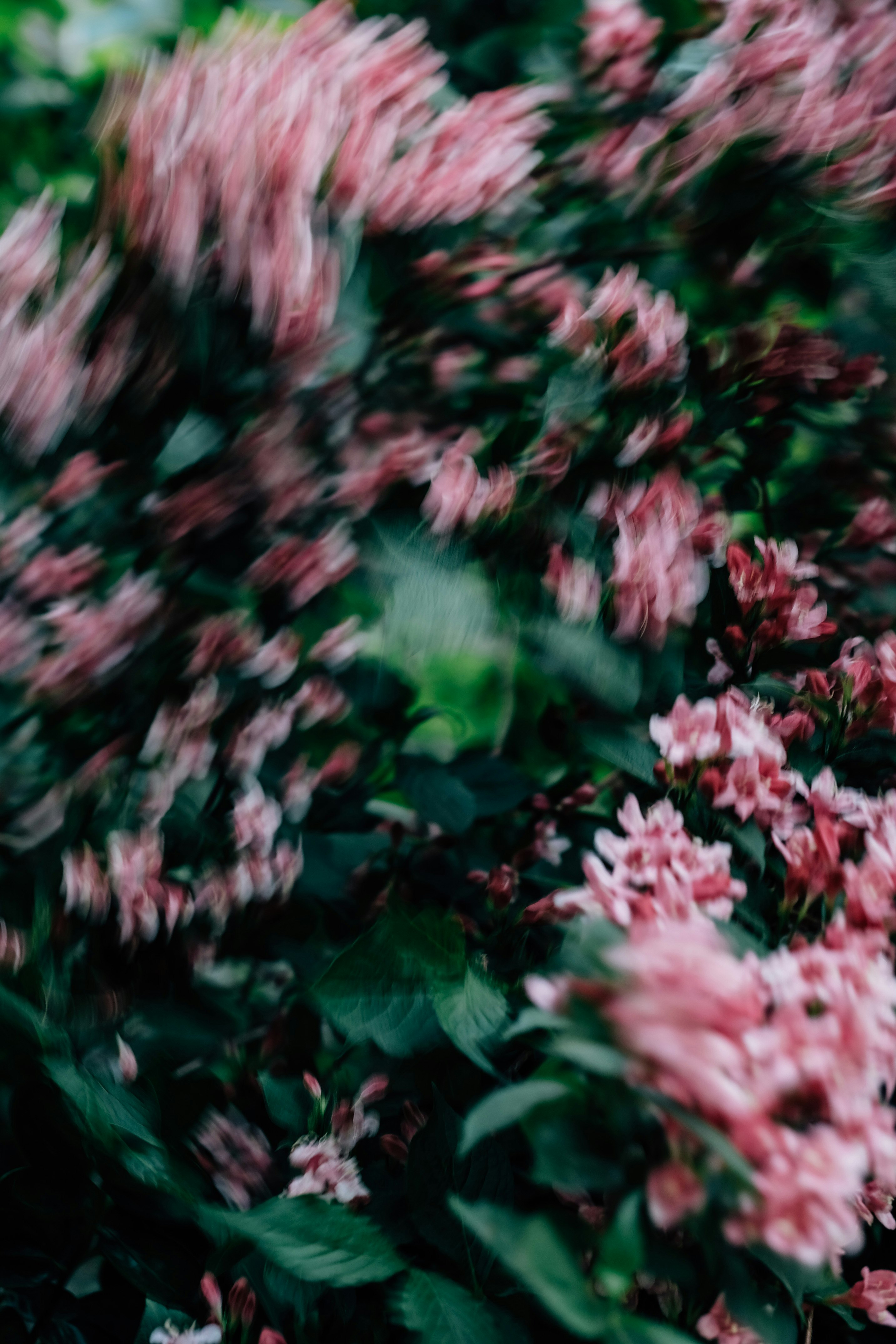 pink flowers with green leaves